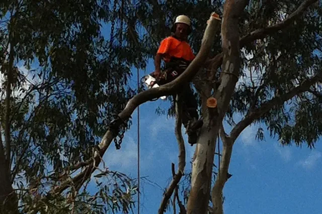 Arborist climbing high in a eucalypt canopy to prune it