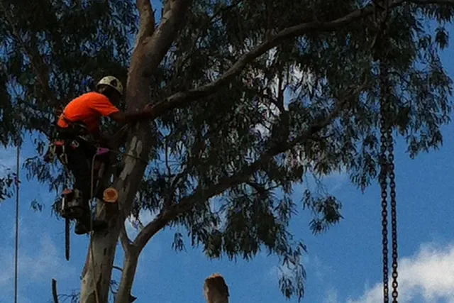 Crane chain attached to the top of a tall trunk ready to be lifted out