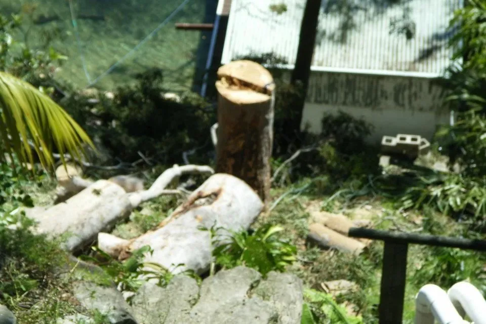 Logs stacked beside a freshly ground stump in a suburban backyard